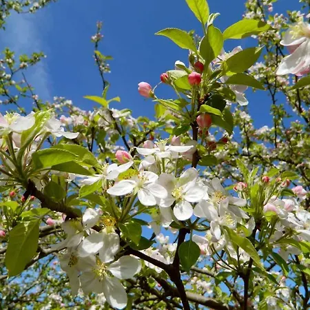 Paca Casa Rural. Arts And Landscape In Asturias * Gijón