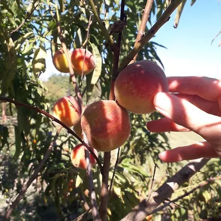 Paca Casa Rural. Arts And Landscape In Asturias Feriehus *